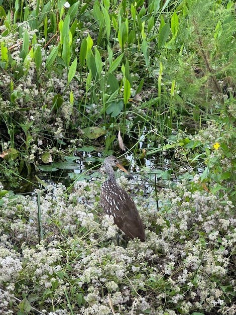 Limpkin - ML643859458