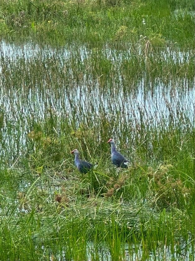 Gray-headed Swamphen - ML643859475
