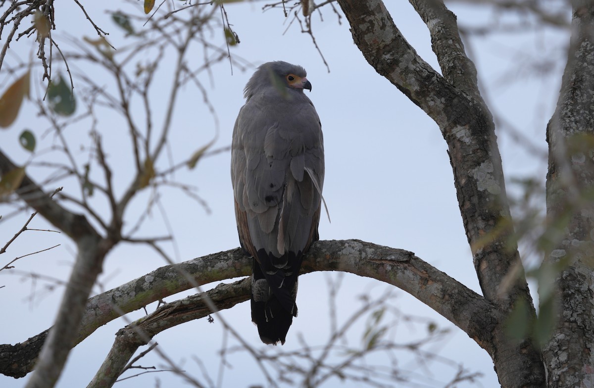 African Harrier-Hawk - ML643859494