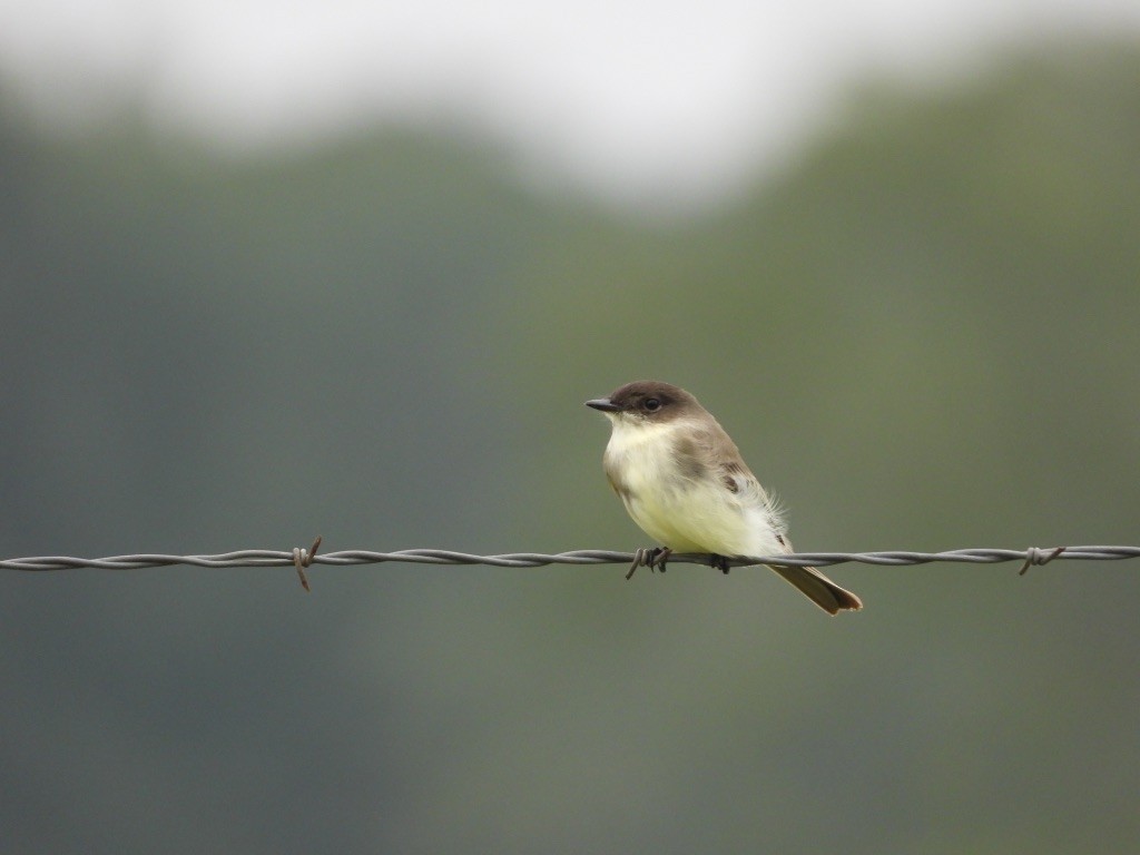 Eastern Phoebe - ML643859502