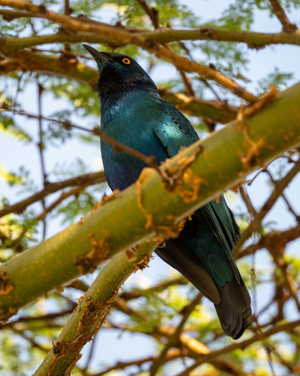 Greater Blue-eared Starling - ML643859528