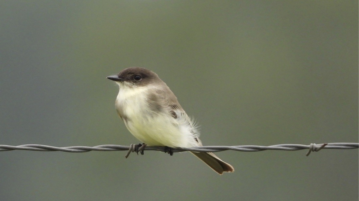 Eastern Phoebe - ML643859535
