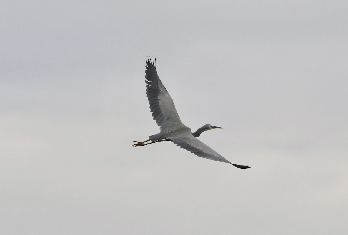White-faced Heron - ML643859549