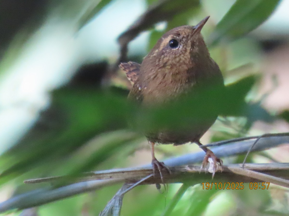 Pacific Wren - ML643859559