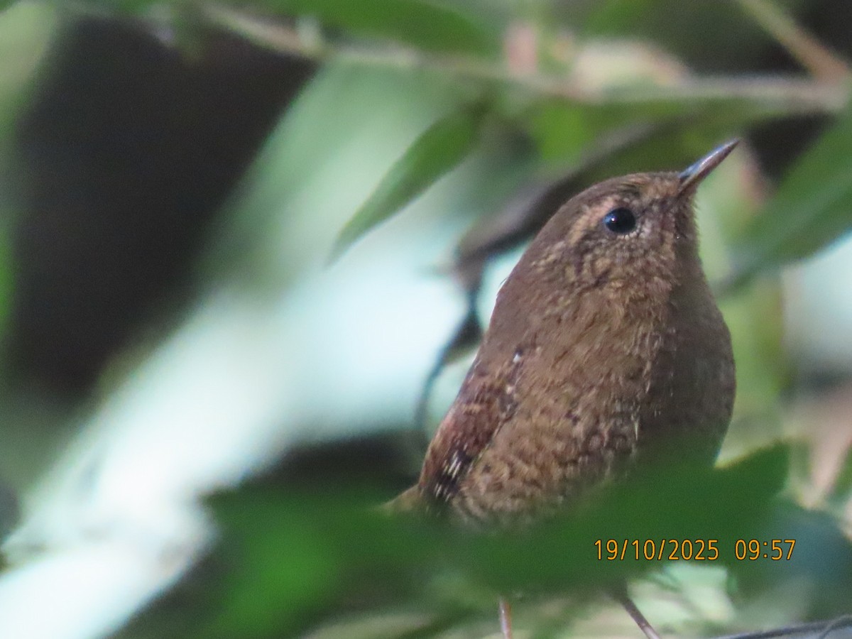 Pacific Wren - ML643859560