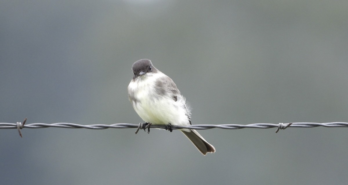 Eastern Phoebe - ML643859570
