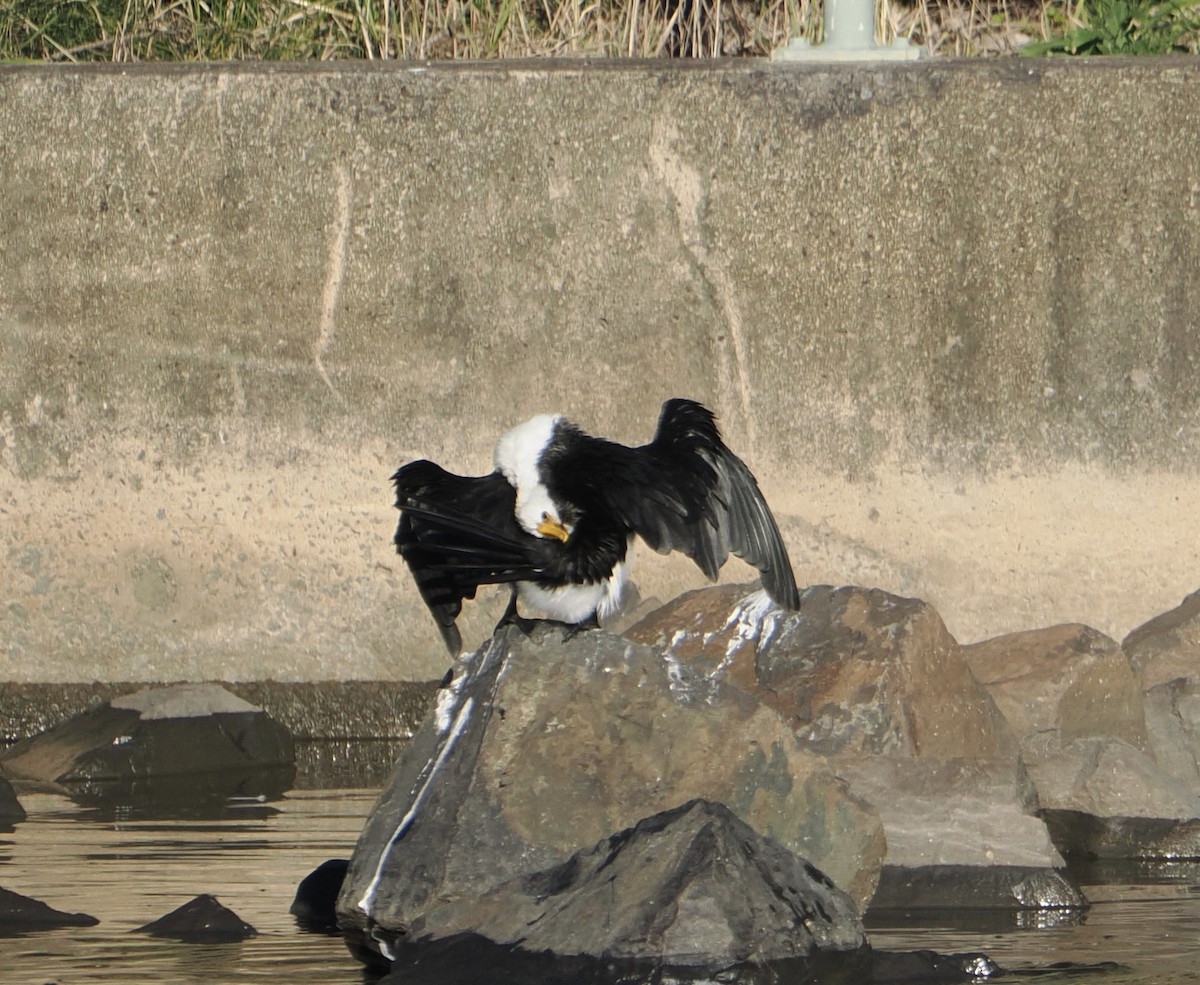 Little Pied Cormorant - ML643859582