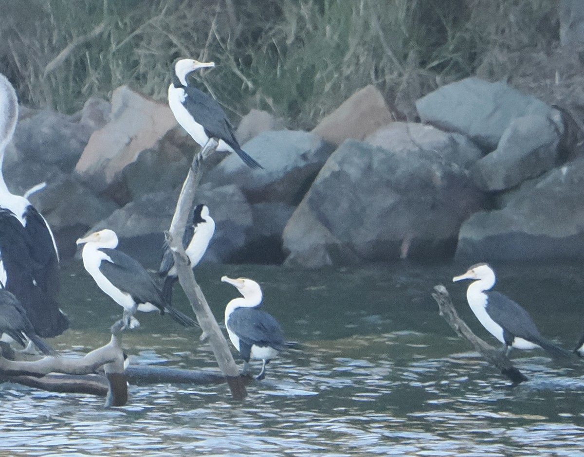 Pied Cormorant - ML643859585