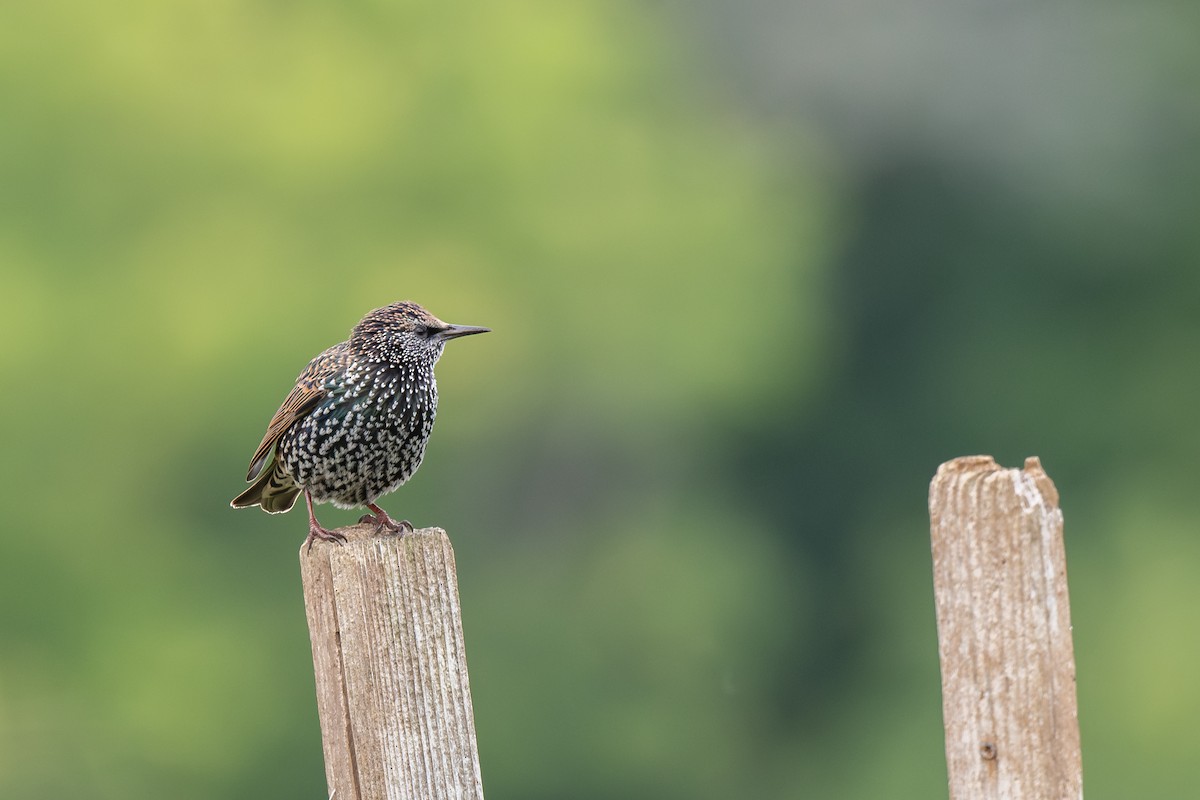 European Starling - ML643859592