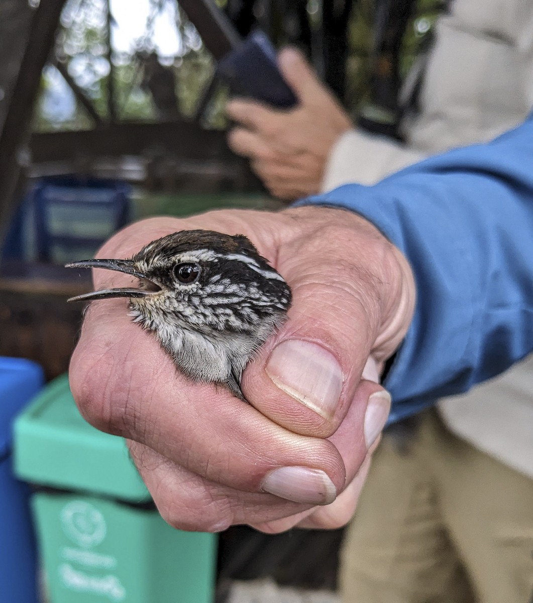 Gray-breasted Wood-Wren - ML643859596