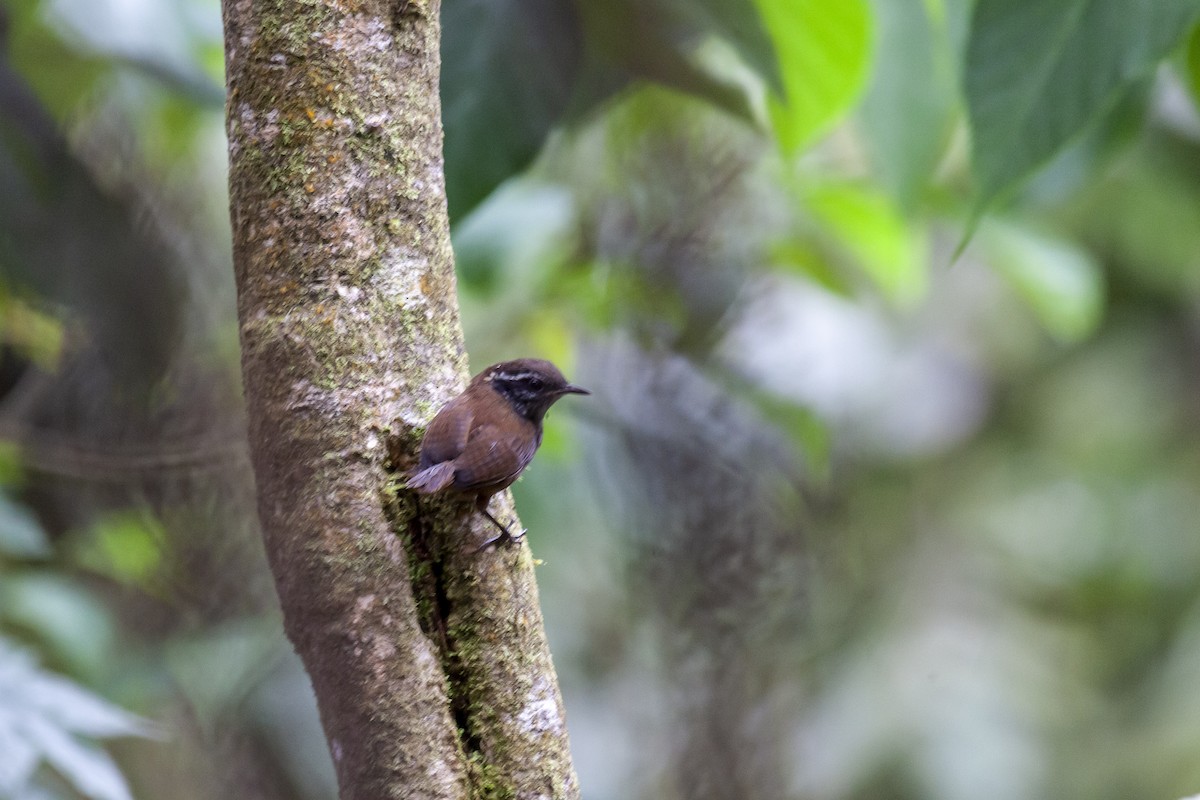 Gray-breasted Wood-Wren - ML643859617