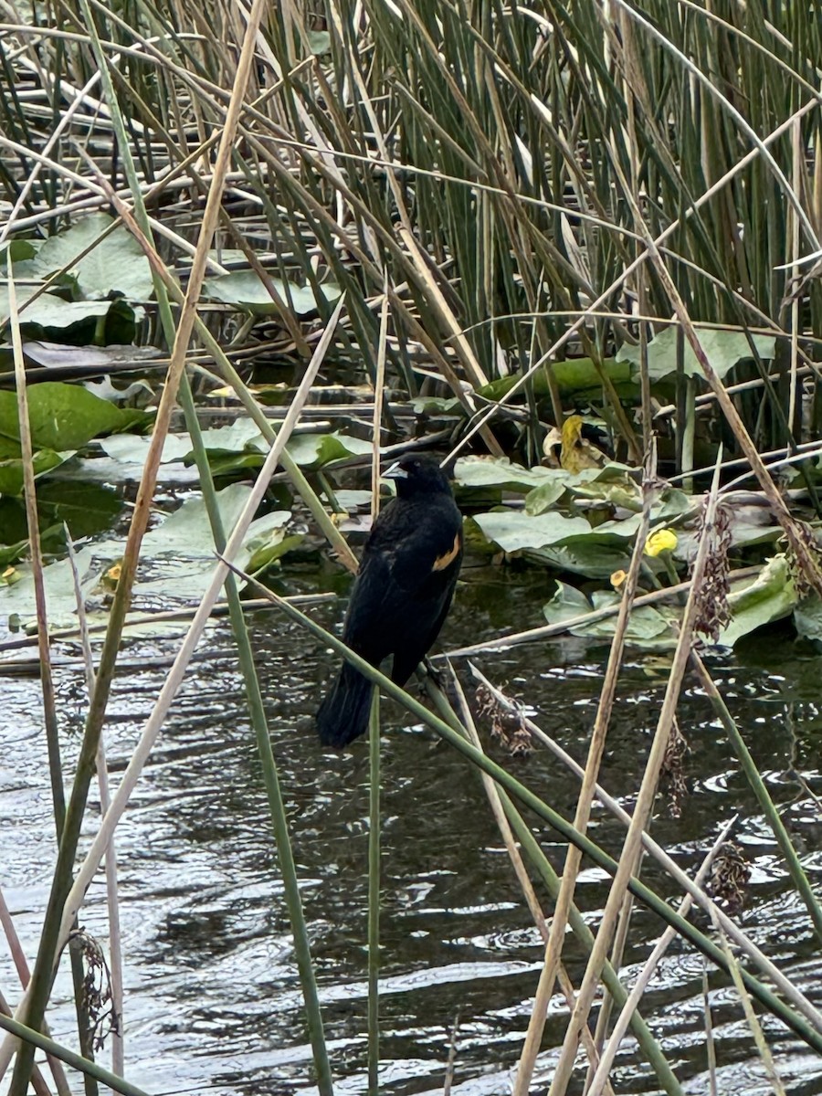 Red-winged Blackbird - ML643859619