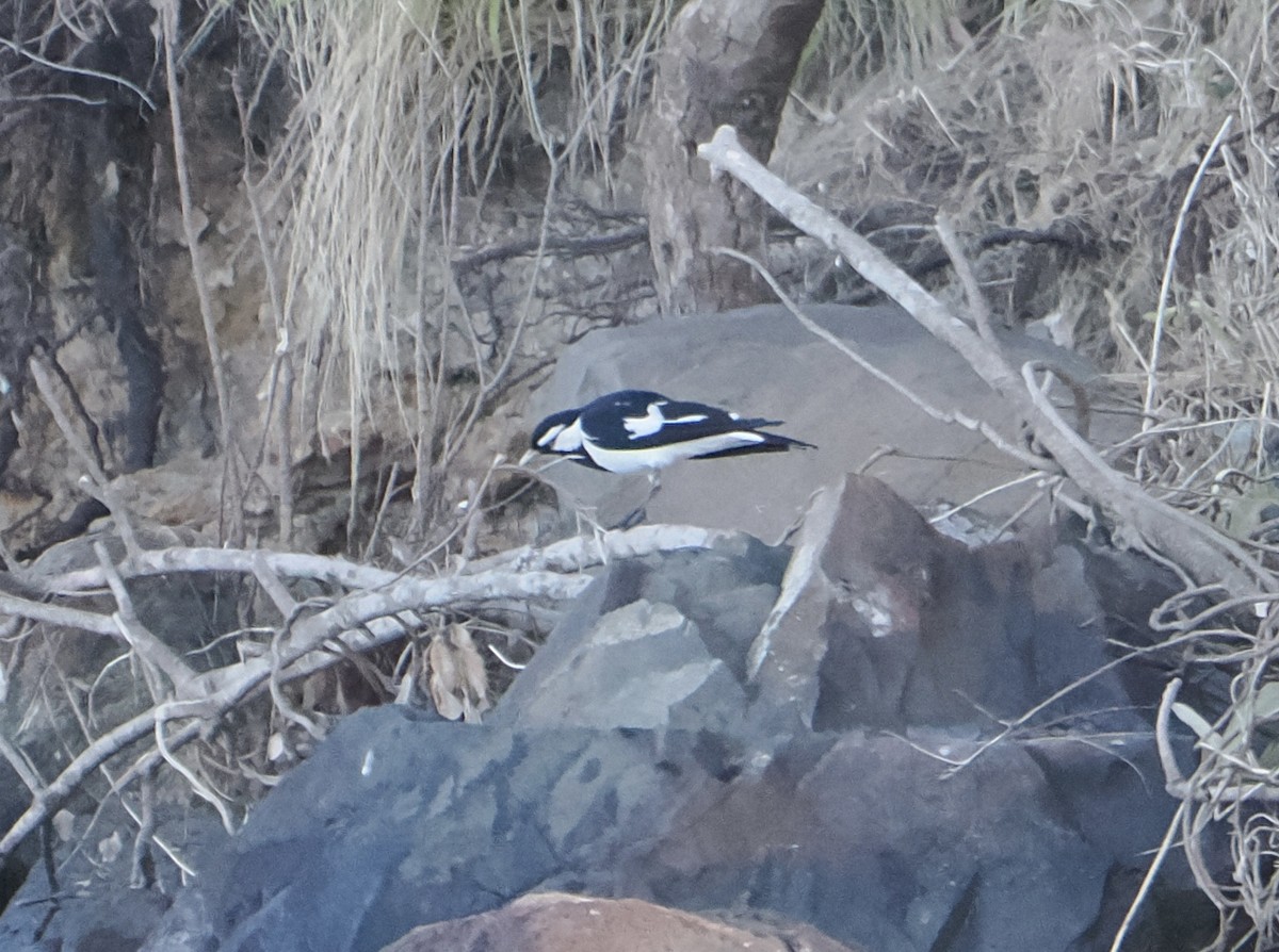 Magpie-lark - ML643859621