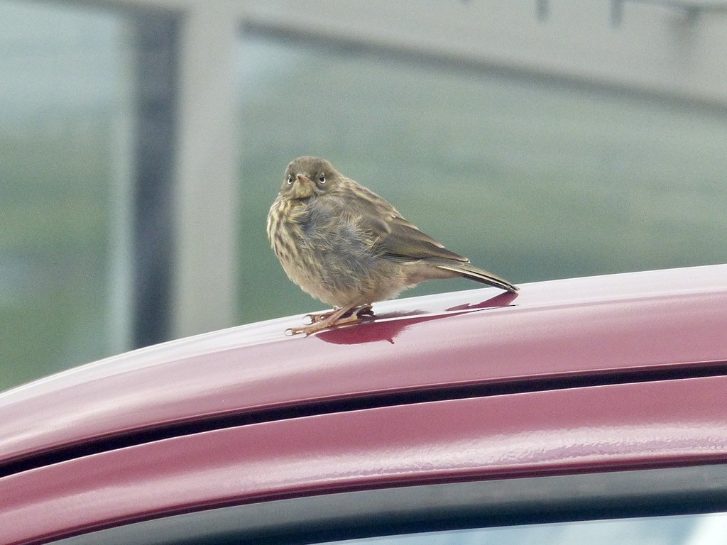 Rock Pipit - ML643859625