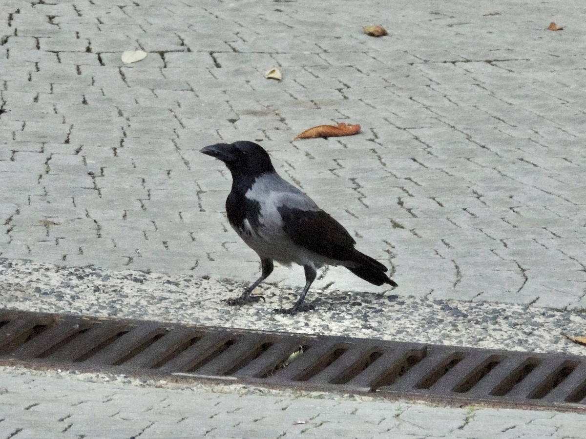 Cornacchia grigia - ML643859636