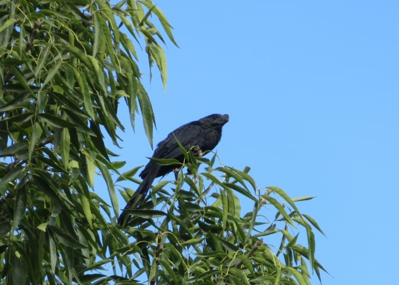 Smooth-billed Ani - ML643859645