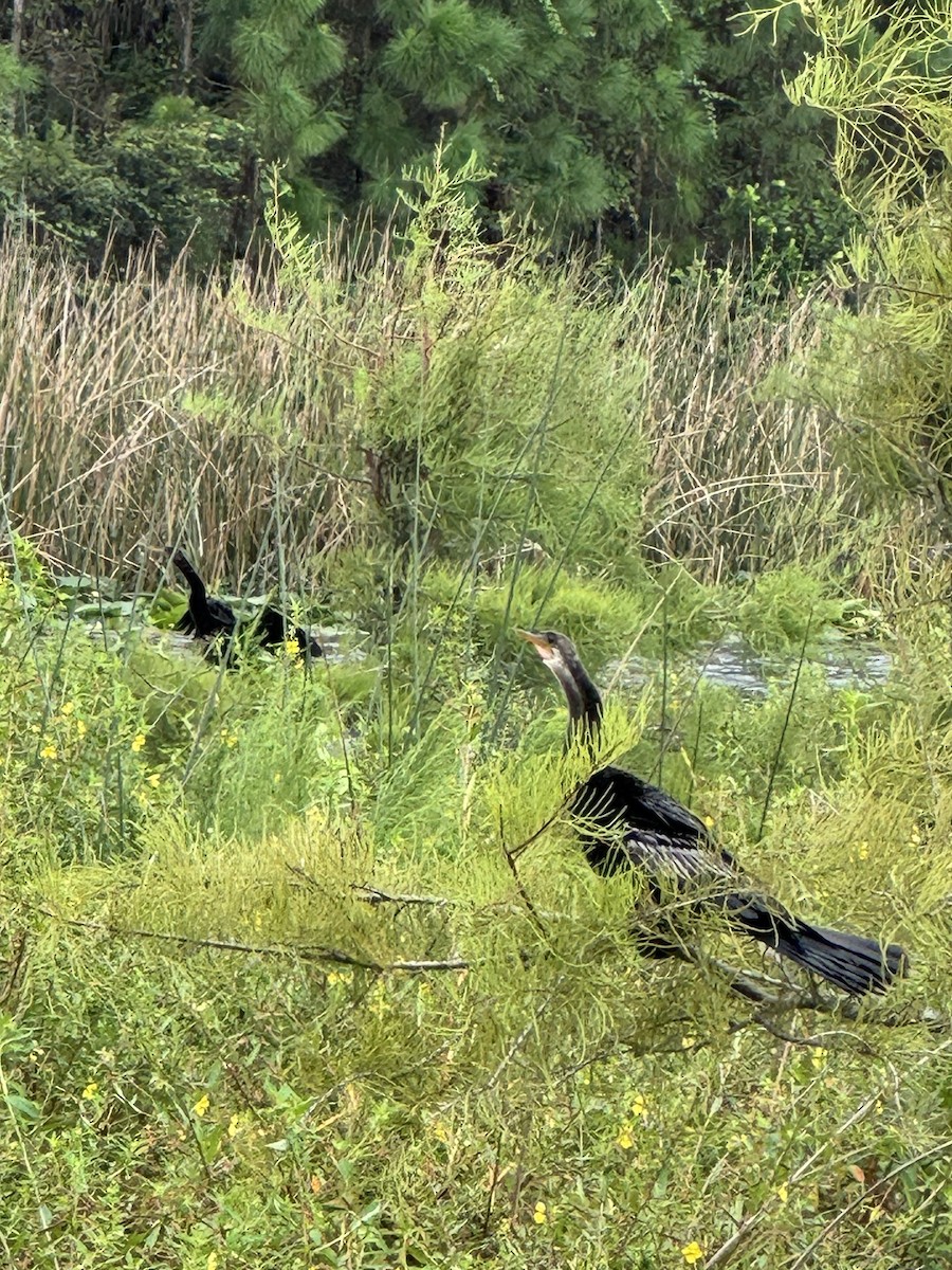 Anhinga - ML643859646