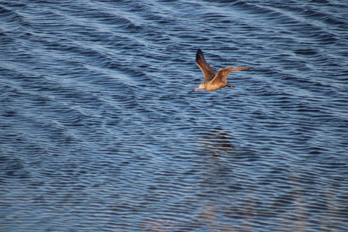 Marbled Godwit - ML643859649