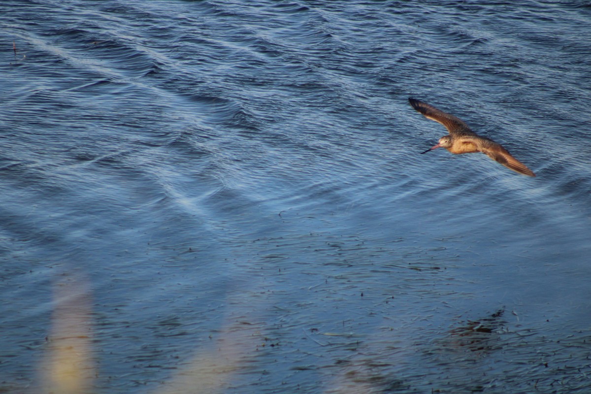 Marbled Godwit - ML643859651