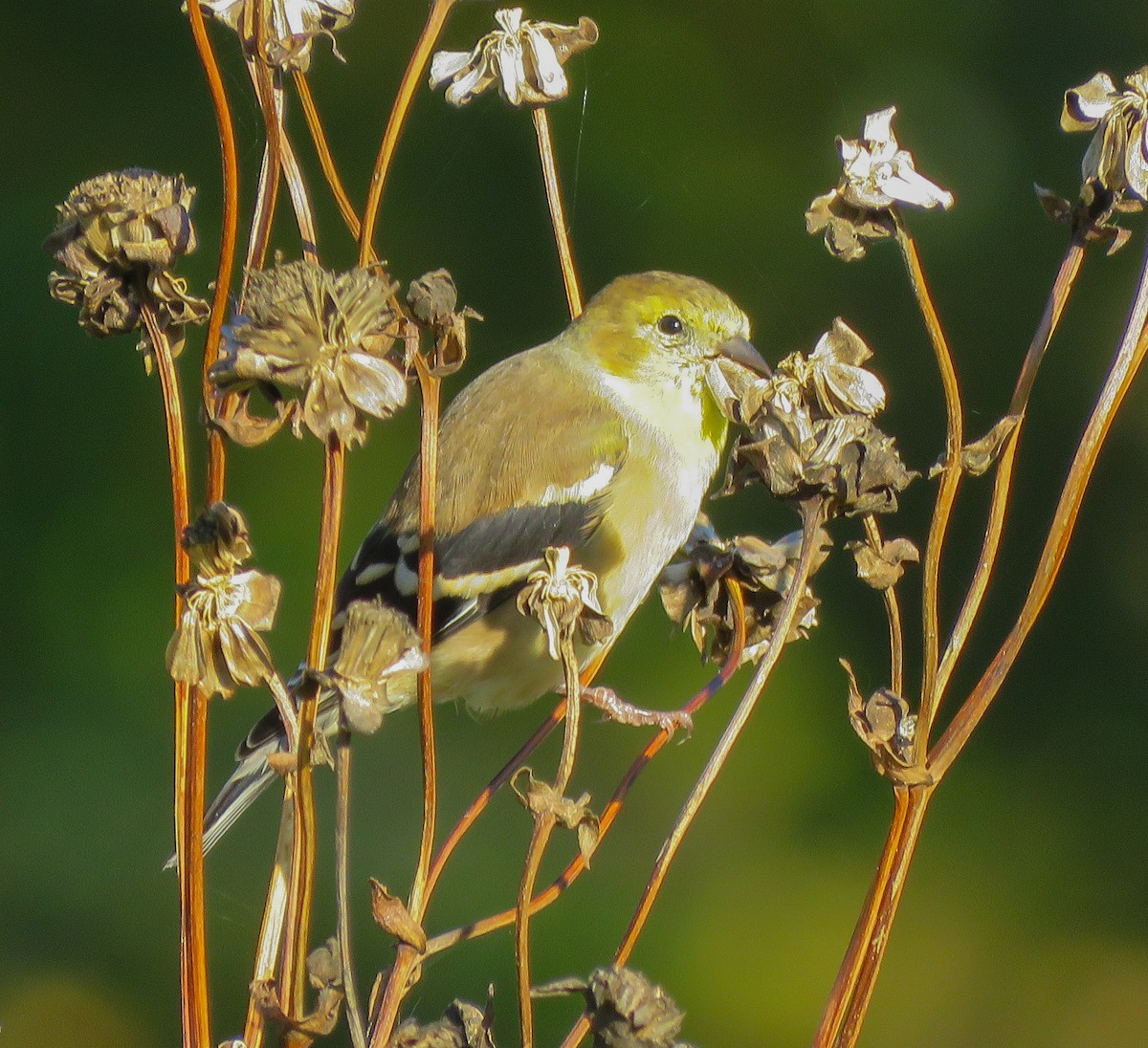 Chardonneret jaune - ML643859659