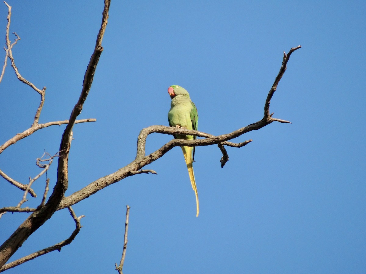 Parrocchetto di Alessandro - ML643859666