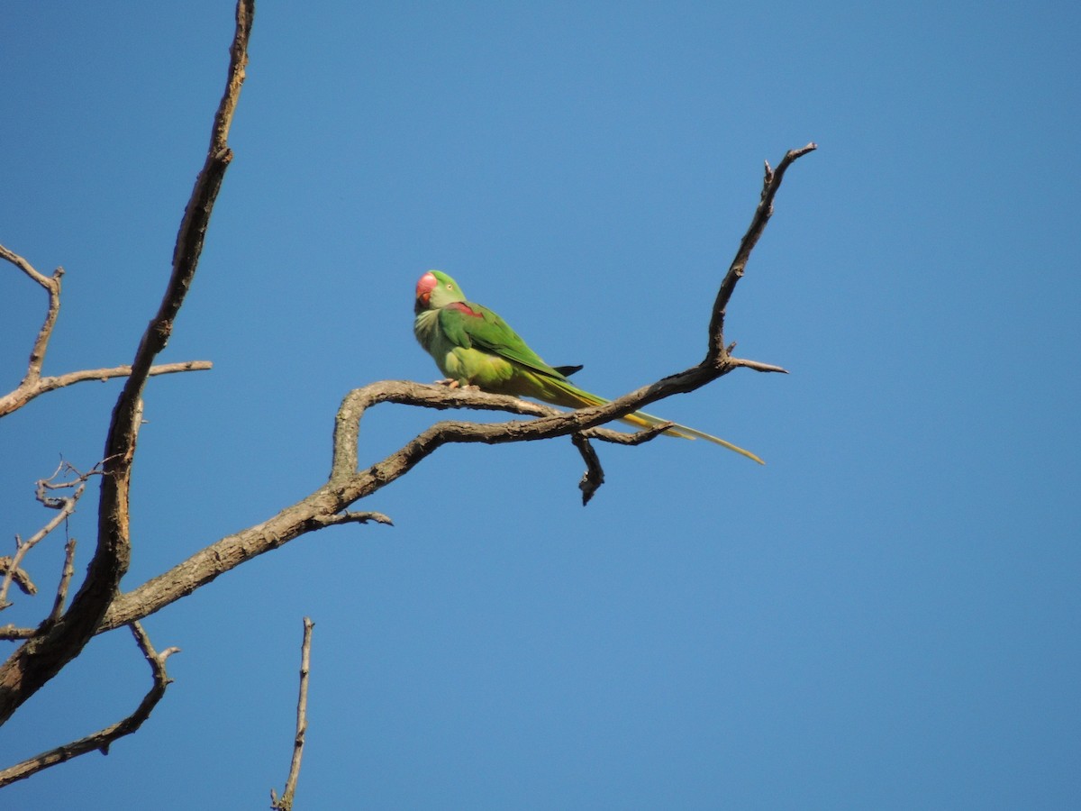 Parrocchetto di Alessandro - ML643859669