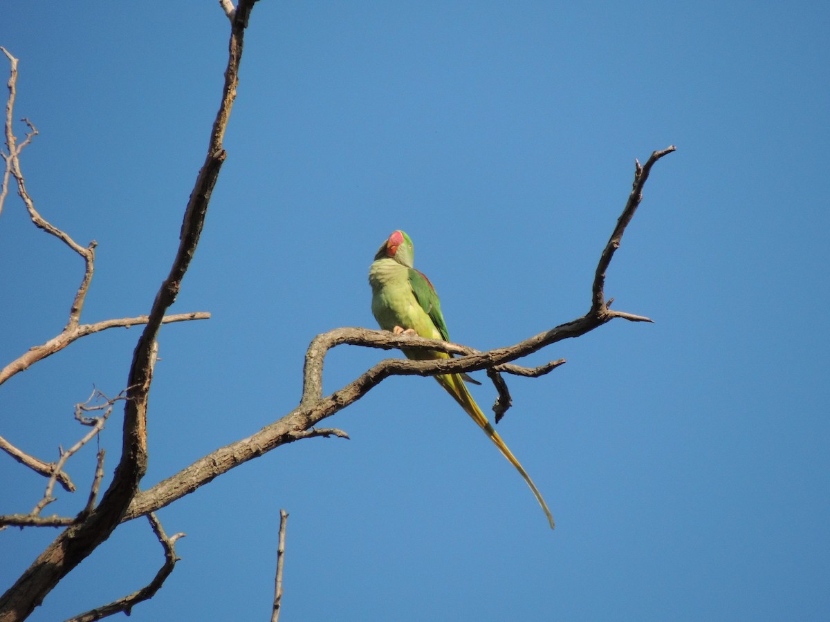 Parrocchetto di Alessandro - ML643859671