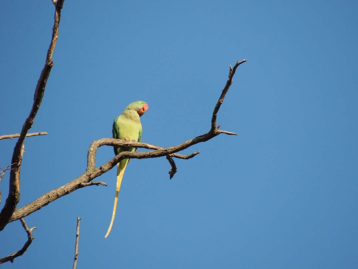 Parrocchetto di Alessandro - ML643859672