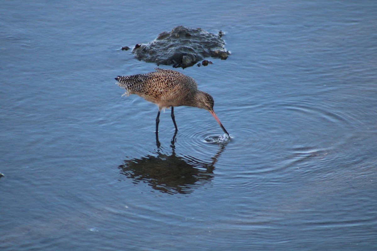 Marbled Godwit - ML643859675