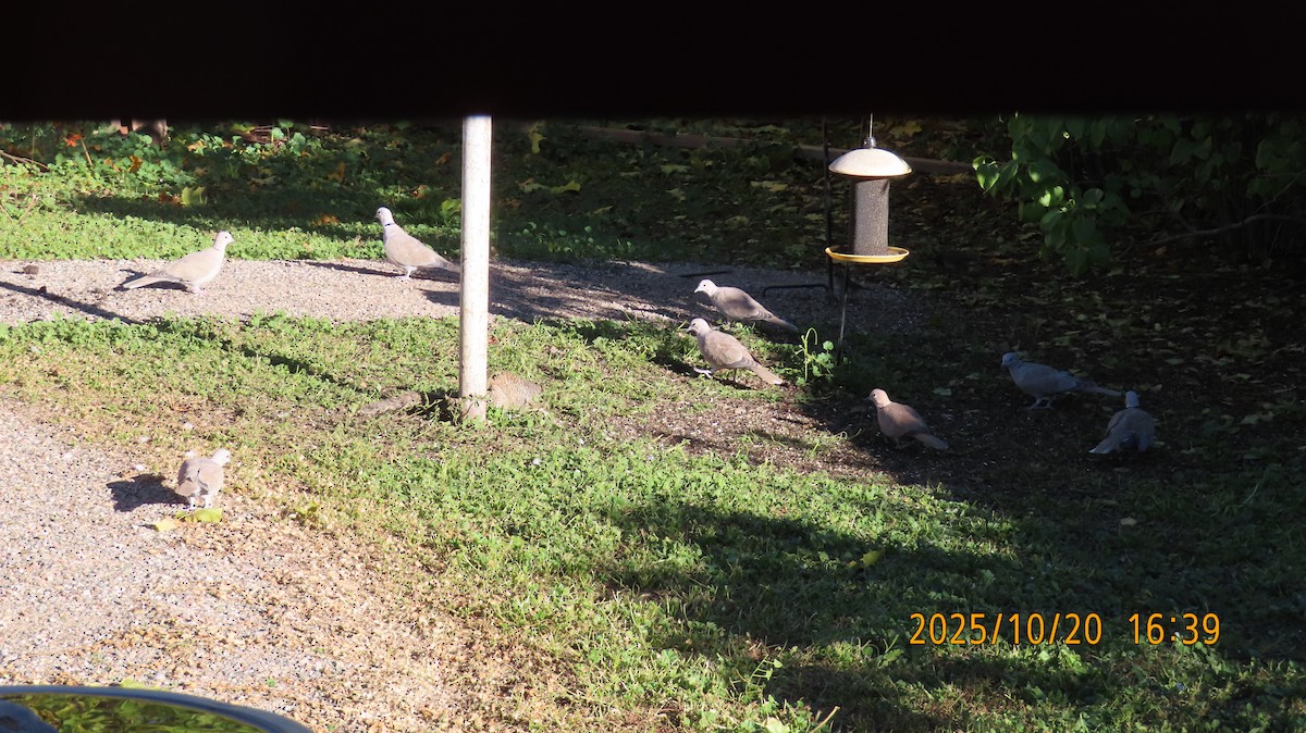 Eurasian Collared-Dove - ML643859698