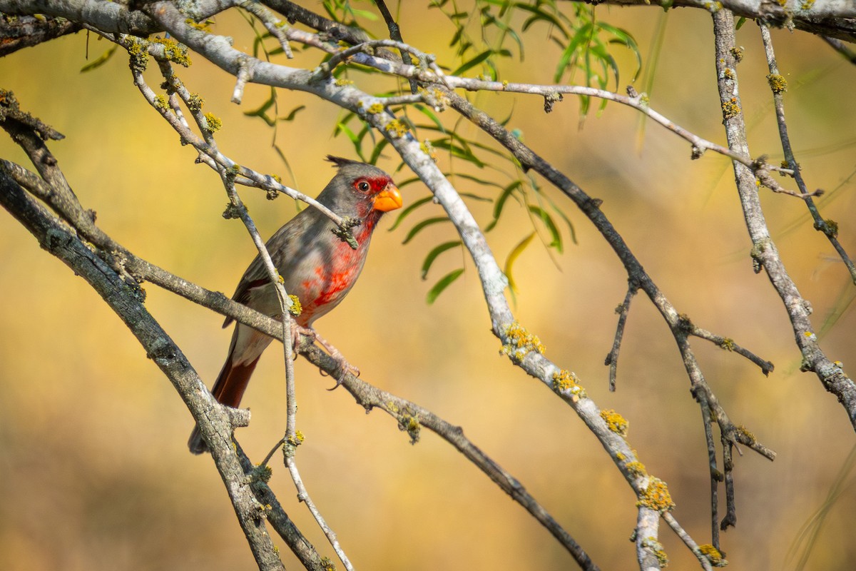 Pyrrhuloxia - ML643859732