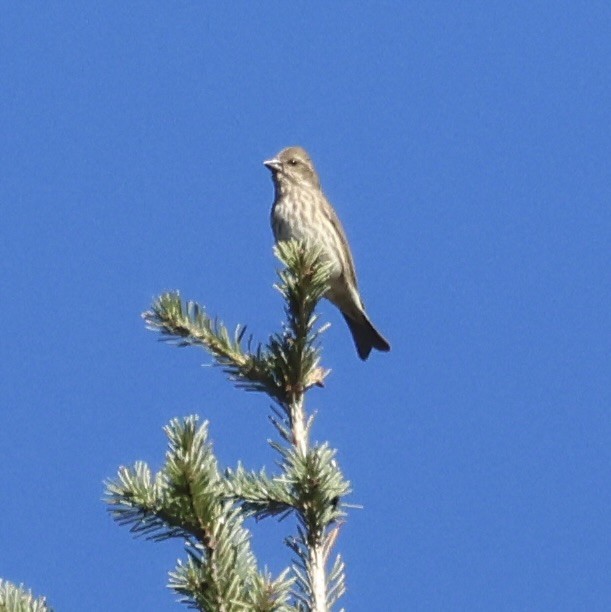 Purple Finch - ML643859749