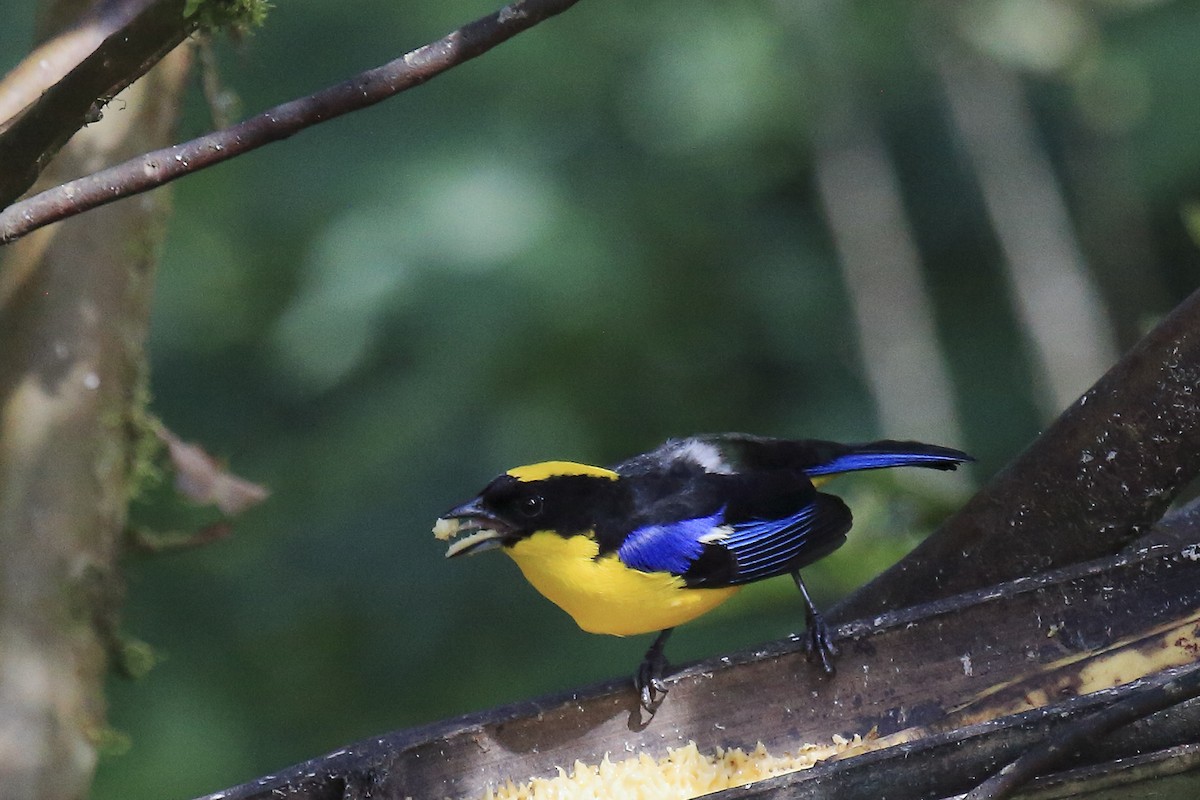 Blue-winged Mountain Tanager - ML643859766