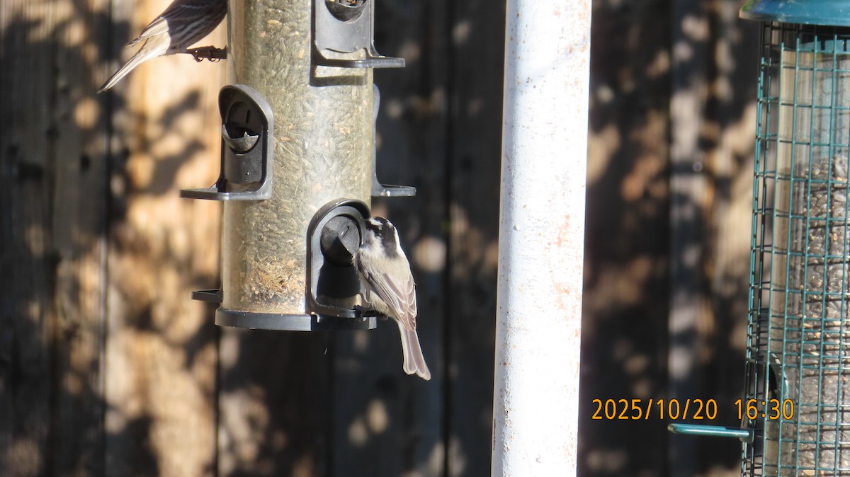 Mountain Chickadee - ML643859772