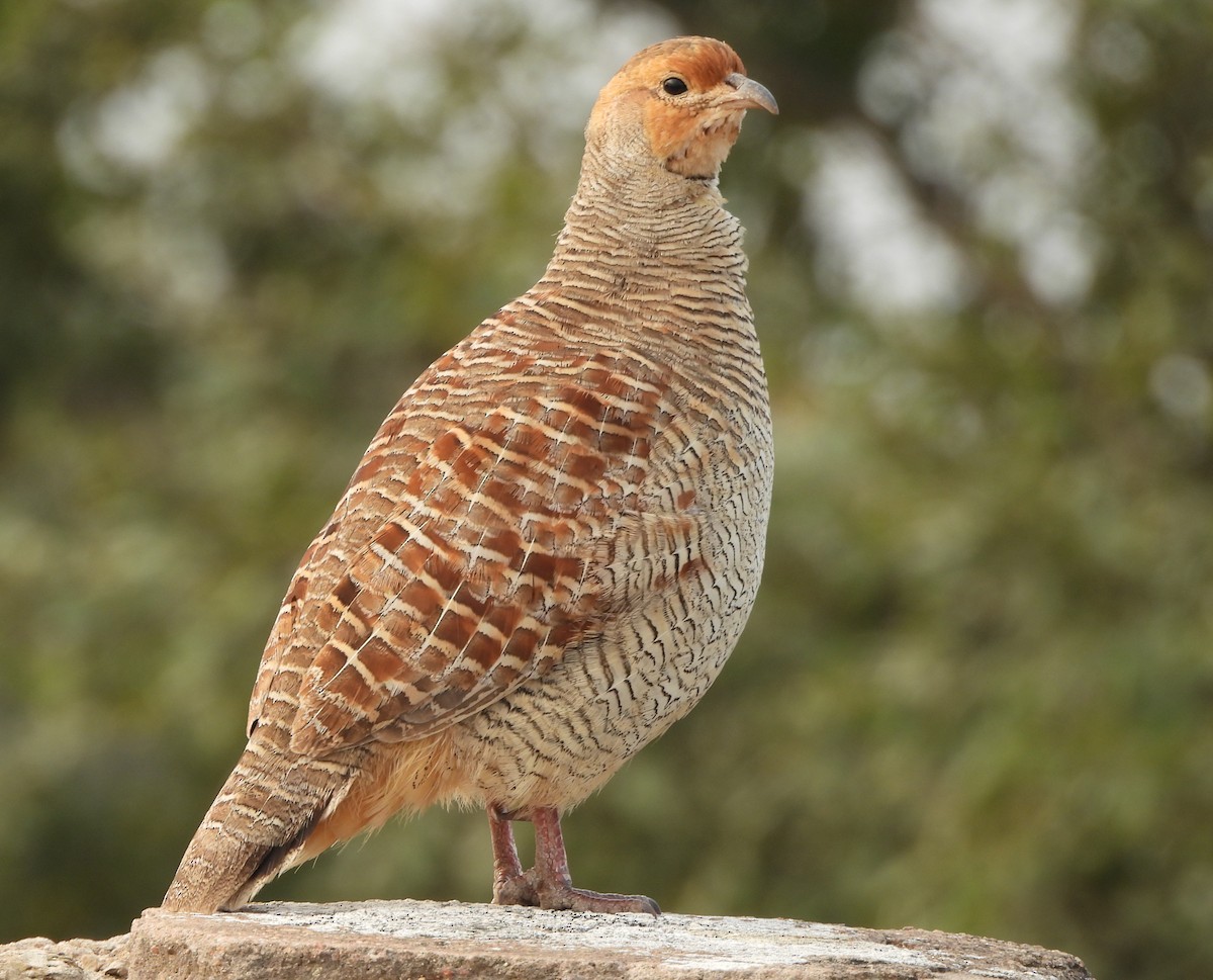 Gray Francolin - ML643859813