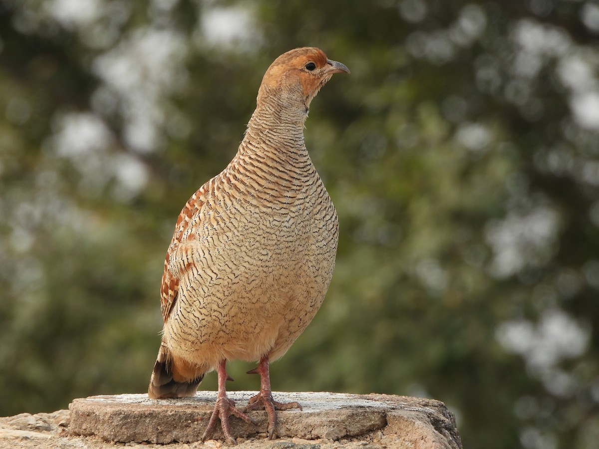 Gray Francolin - ML643859814