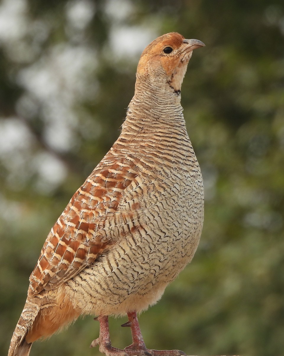 Gray Francolin - ML643859815