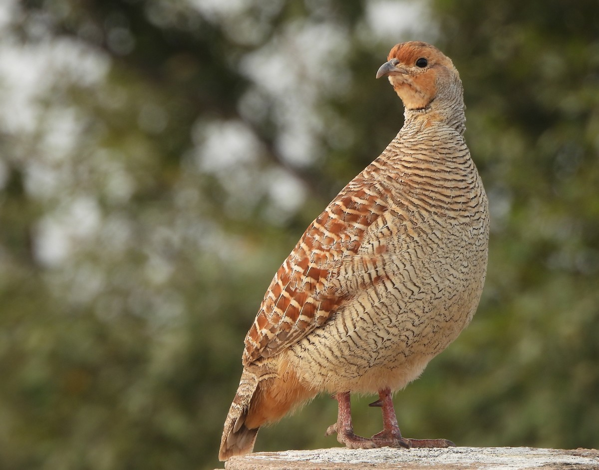 Gray Francolin - ML643859816