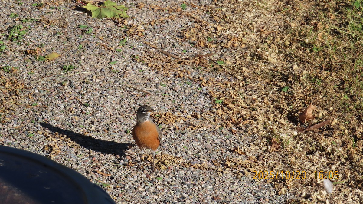 American Robin - ML643859834