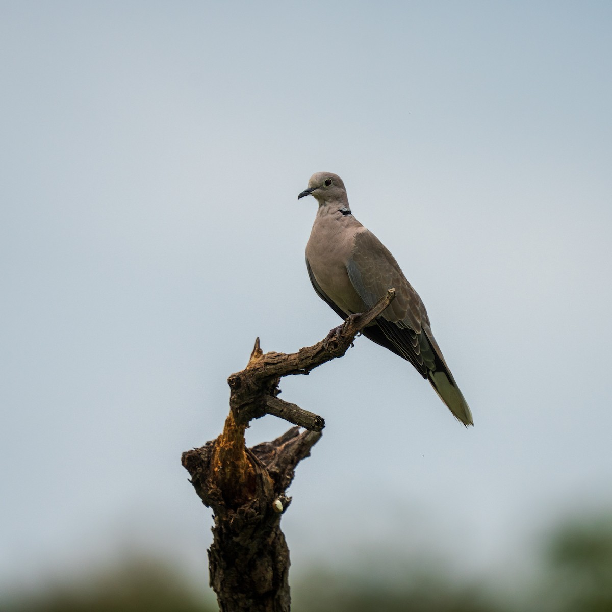 Eurasian Collared-Dove - ML643859838