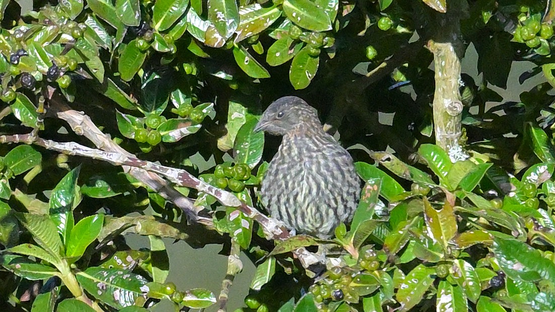 Plumbeous Sierra Finch - ML643859842