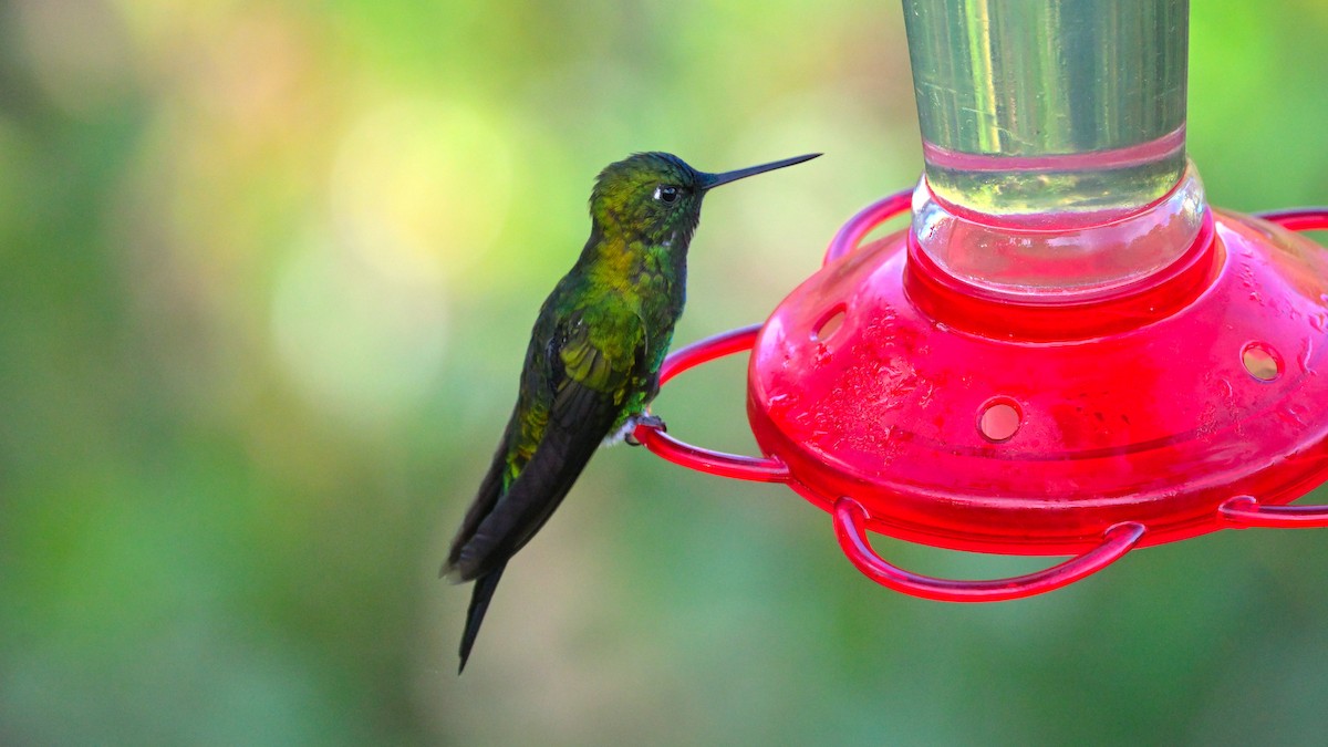 Sapphire-vented Puffleg - ML643859856