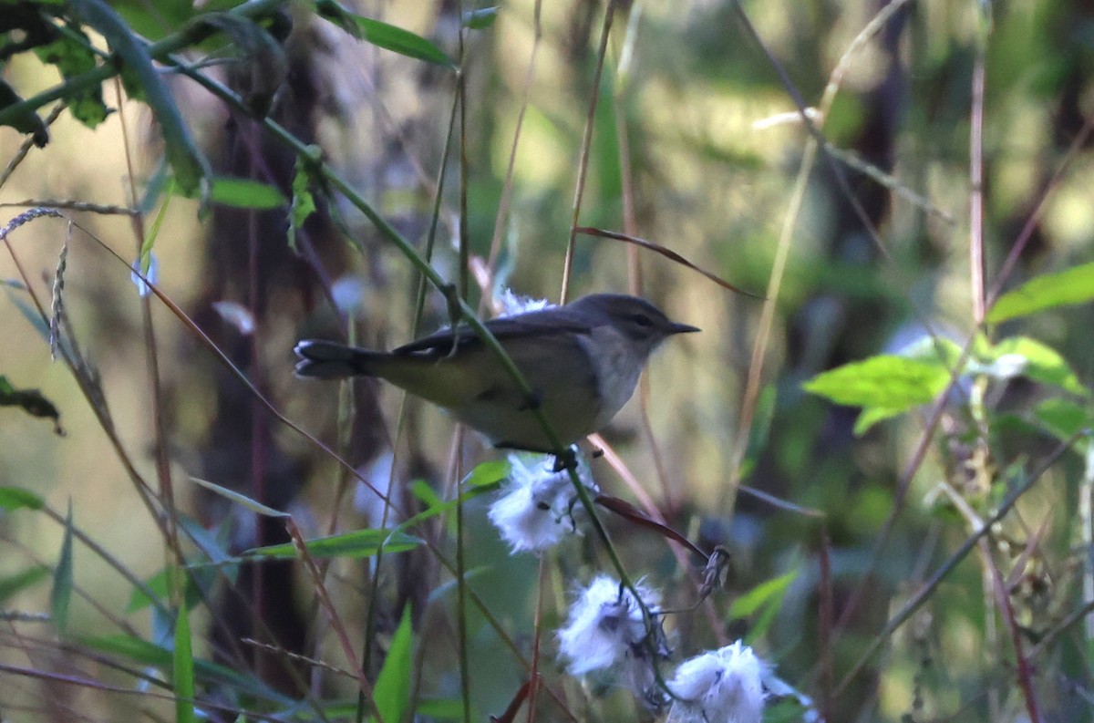 Palm Warbler - ML643859866