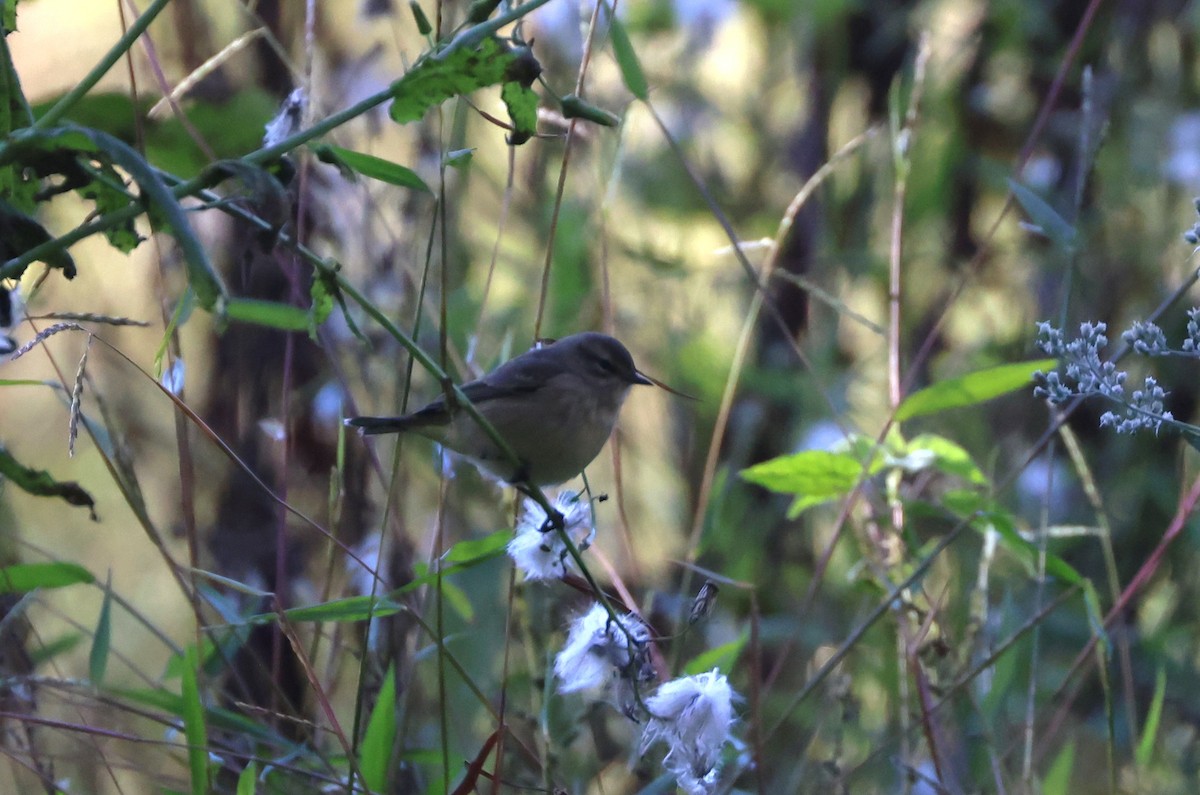Palm Warbler - ML643859867