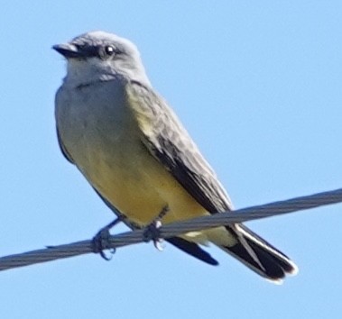 Western Kingbird - ML643859873