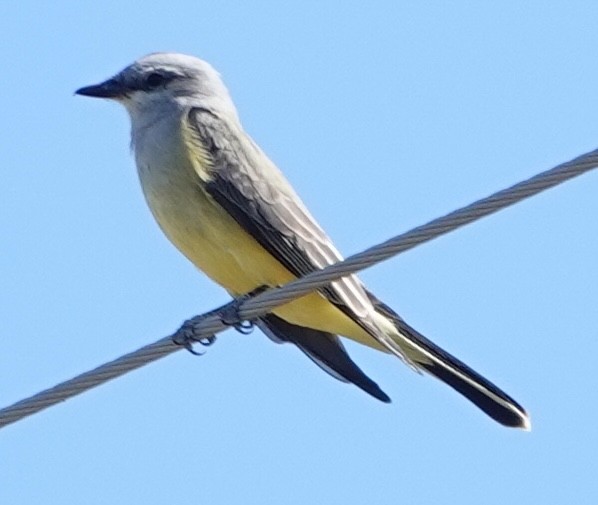 Western Kingbird - ML643859875