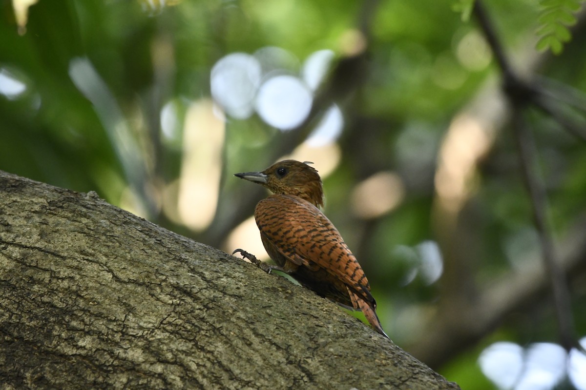 Rufous Woodpecker - ML643859882