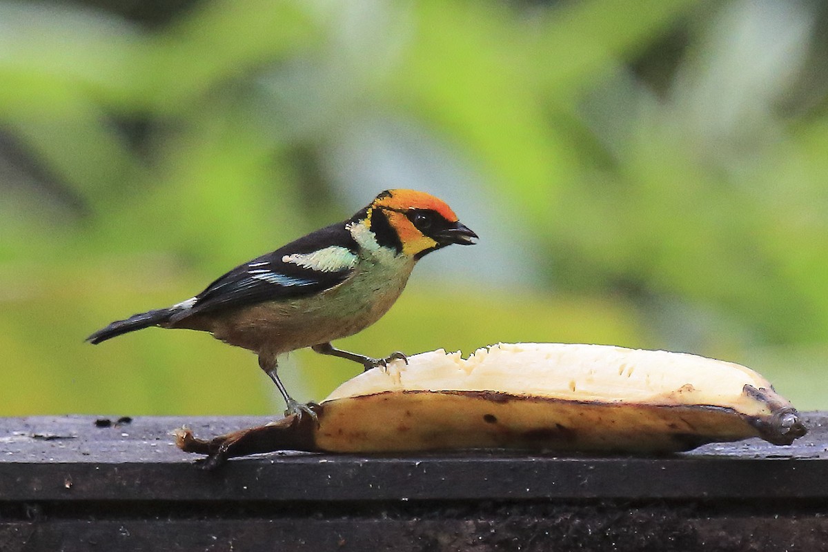 Flame-faced Tanager - ML643859886