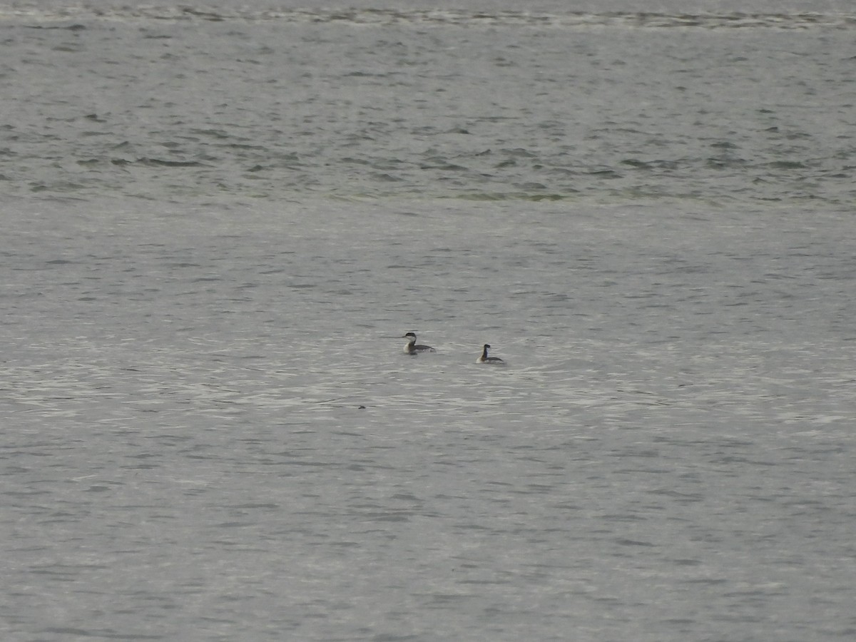 Horned Grebe - ML643859887