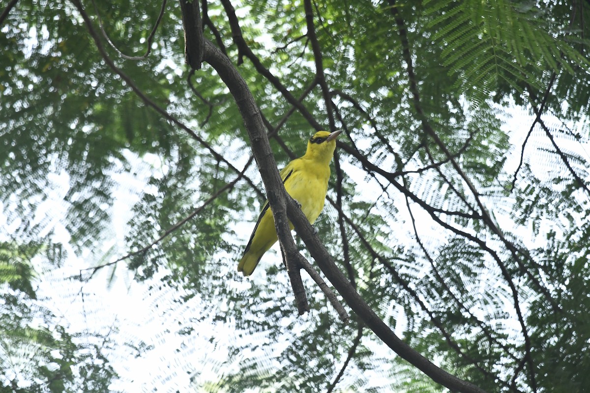 Black-naped Oriole - ML643859894